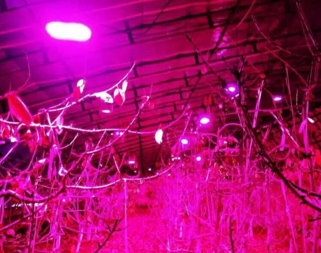 植物照明新案例 LED灯光种植增产30%